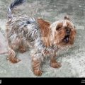 Yorkshire Terrier Barking