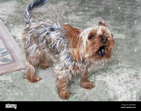 Yorkshire Terrier barking