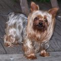 Yorkshire Terriers: 5 Fun Facts About Their Coat