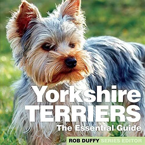 Yorkshire Terriers: 7 Essential Training Tips