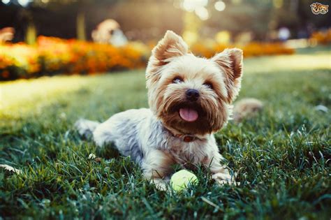 Yorkshire Terriers: Facts Every Owner Should Know