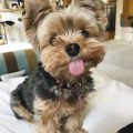 Yorkshire Terriers’ Favorite Summer Activities