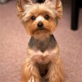 Yorkshire Terriers’ Favorite Summer Cooling Spots