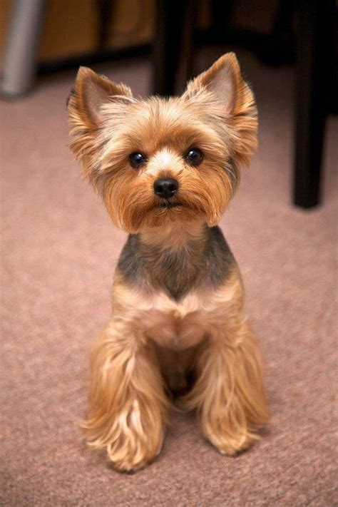 Yorkshire Terriers’ Favorite Summer Cooling Spots