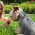 Yorkshire Terriers’ Favorite Summer Snacks