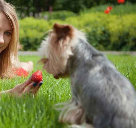 Yorkshire Terriers’ Favorite Summer Snacks