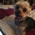 Yorkshire Terriers: From Mills to Mansions