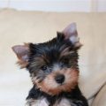 Yorkshire Terriers: How to Train Them Effectively