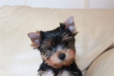 Yorkshire Terriers: How to Train Them Effectively