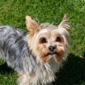 Yorkshire Terriers’ Intelligence: 5 Fascinating Facts