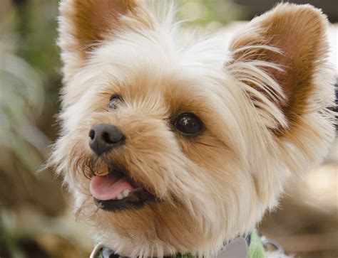 Yorkshire Terriers: Smart Dogs With Style