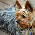 Yorkshire Terriers’ Summer Coat Care Guide