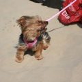 Yorkshire Terriers’ Summer Fun Without Overheating