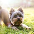 Yorkshire Terriers’ Summer Health Tips