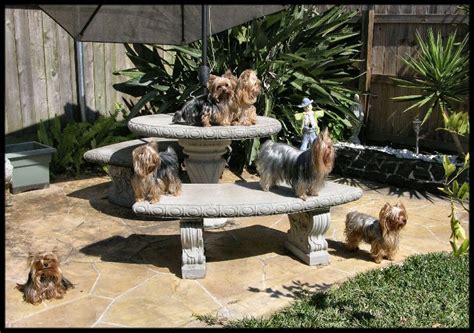 Yorkshire Terriers’ Summer Outdoor Play Safety