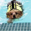 Yorkshire Terriers’ Summer Pool Safety Tips