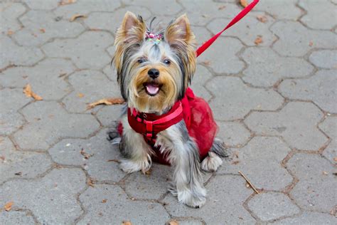 Yorkshire Terriers: Summer Walks Done Right