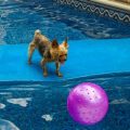 Yorkshire Terriers’ Summer Water Games Ideas