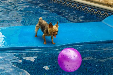 Yorkshire Terriers’ Summer Water Games Ideas