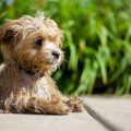 Yorkshire Terriers’ Summer Water Play Ideas