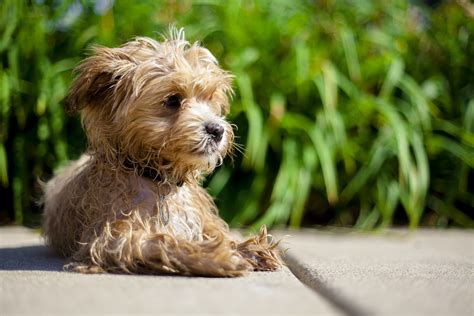 Yorkshire Terriers’ Summer Water Play Ideas