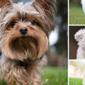 Yorkshire Terriers: The Best Companion Dogs?