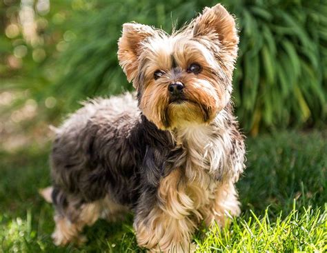 Yorkshire Terriers: Top Facts for Dog Lovers