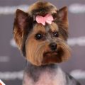 Yorkshire Terriers: Top Summer Grooming Hacks