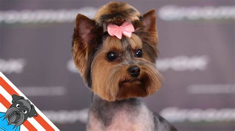 Yorkshire Terriers: Top Summer Grooming Hacks