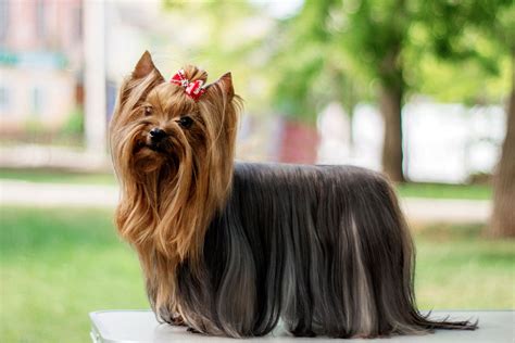 Yorkshire Terriers: What You Need to Know