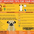 Yorkshire Terriers and Hot Weather Safety Guide