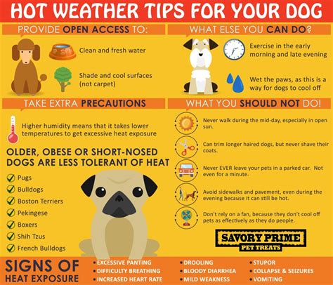 Yorkshire Terriers and Hot Weather Safety Guide