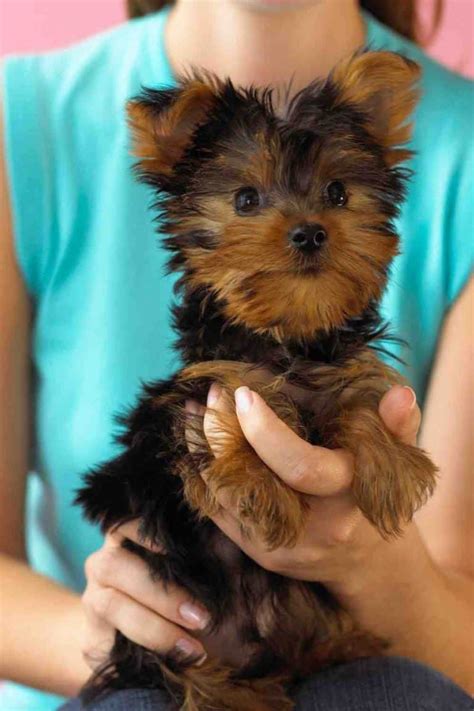 Yorkshire Terriers and Kids: A Perfect Match?