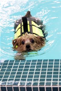 Yorkshire Terriers and Pool Safety in Summer