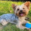 Yorkshire Terriers and Summer Travel Tips