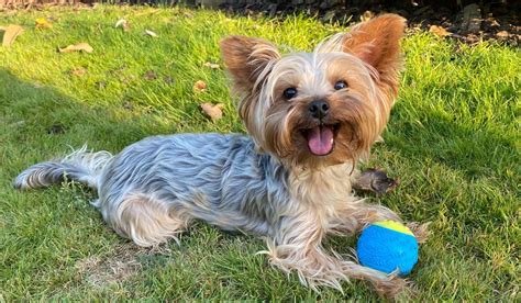 Yorkshire Terriers and Summer Travel Tips