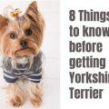 Yorkshire Terriers and Sunburn: What to Know