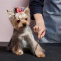 Yorkshire Terriers and Their Strong Bond With Owners