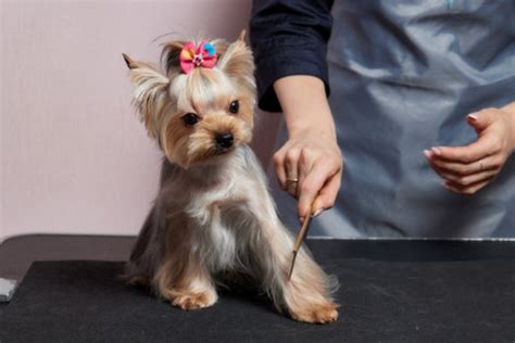 Yorkshire Terriers and Their Strong Bond With Owners