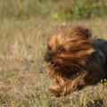 Yorkshire’s Famous Ratting Terriers