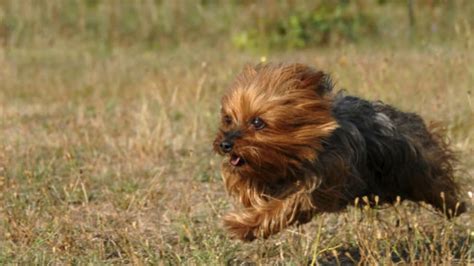 Yorkshire’s Famous Ratting Terriers