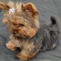 Youryorkie