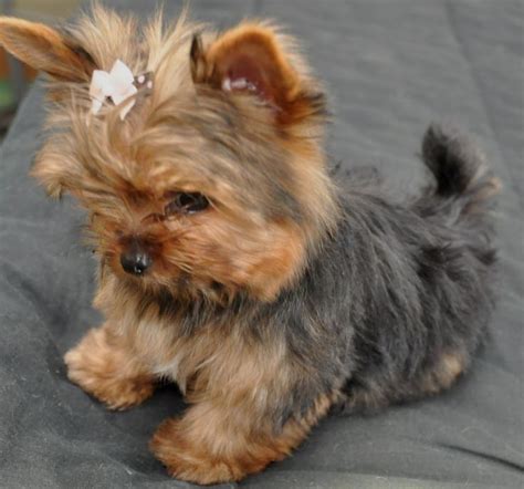 Youryorkie