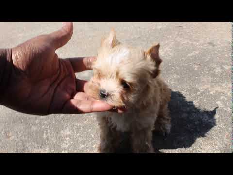 Blonde Yorkie Terriers Complete Facts