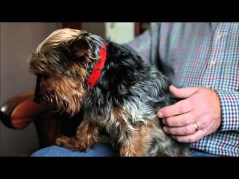 Earliest Known Yorkie Terriers In Records