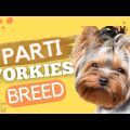 Parti Colored Yorkie Terriers Explained