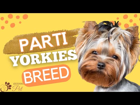 Parti Colored Yorkie Terriers Explained