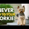 5 Ways Yorkie Terriers Test Their Owners