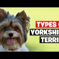 Silver Yorkie Terriers Rising Popularity