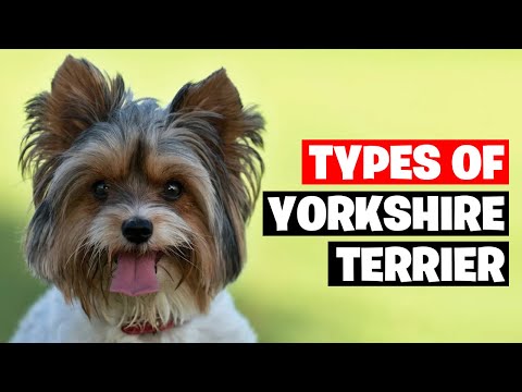 Silver Yorkie Terriers Rising Popularity